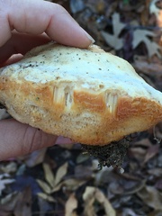 Pseudospongipellis unicolor