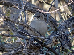 Toxostoma crissale