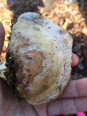 Pseudospongipellis unicolor