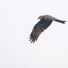 Milvus migrans