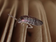 Tomocerinae