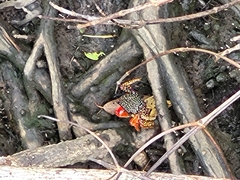 Goniopsis pulchra