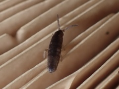 Tomocerinae