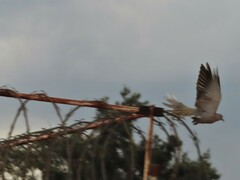 Streptopelia decaocto