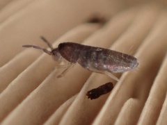 Tomocerinae