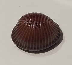 Pseudopusula sanguinea