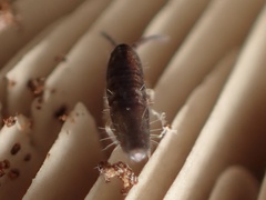 Tomocerinae