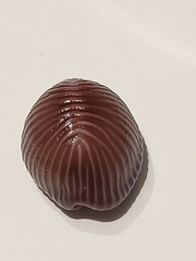 Pseudopusula sanguinea