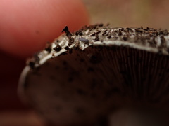 Tomocerinae