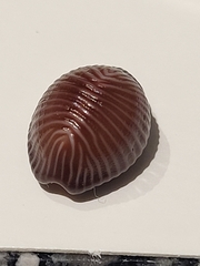 Pseudopusula sanguinea