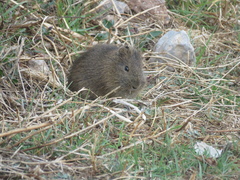 Cavia tschudii