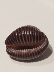 Pseudopusula sanguinea