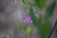 Clarkia
