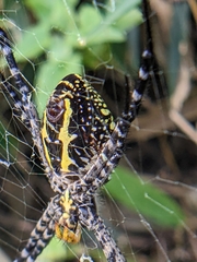 Argiope aemula