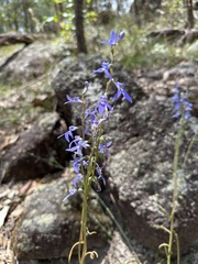 Lobelia gibbosa