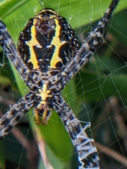 Argiope aemula