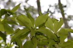 Denhamia celastroides