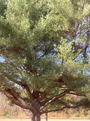 Pinus strobus