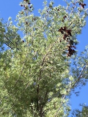 Pinus strobus