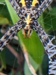 Argiope aemula