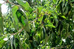 Cornus sanguinea australis