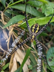 Argiope aemula