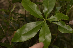 Denhamia celastroides