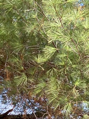 Pinus strobus
