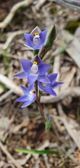 Thelymitra arenaria