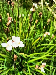 Libertia chilensis
