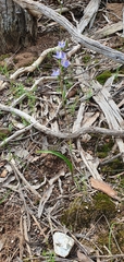 Thelymitra arenaria