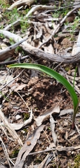 Thelymitra arenaria