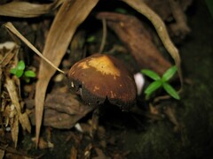 Psilocybe zapotecorum