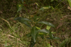 Acronychia oblongifolia