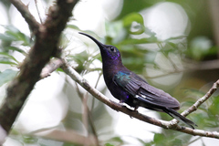 Campylopterus hemileucurus