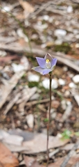 Thelymitra pallidifructus