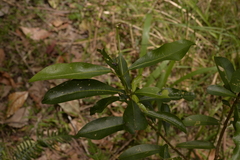 Acronychia oblongifolia