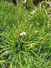 Libertia chilensis