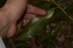 Acronychia oblongifolia