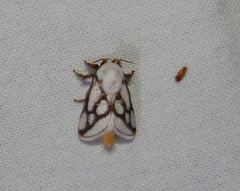 Parapluda invitabilis