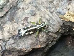 Booneacris glacialis