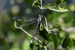 Archilestes