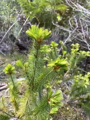 Stenanthera pinifolia
