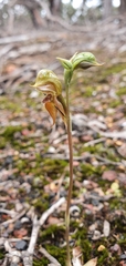 Pterostylis squamata