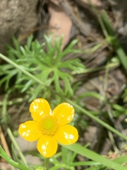 Ranunculus inundatus