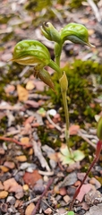 Pterostylis squamata