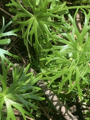 Ranunculus inundatus