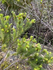 Stenanthera pinifolia