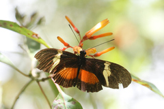 Heliconius clysonymus