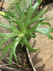 Ranunculus inundatus